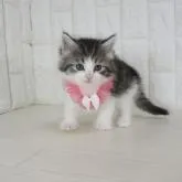 ノルウェージャンフォレストキャット【愛知県・女の子・2023年1月28日・ブルータビーホワイト】の写真1