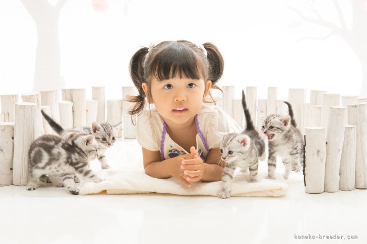 浜村　雄希(はまむら　ゆうき)ブリーダー(島根県・アメリカンショートヘア・CCJ登録)の紹介写真1