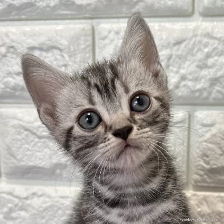 E.K 様のお迎えした子猫