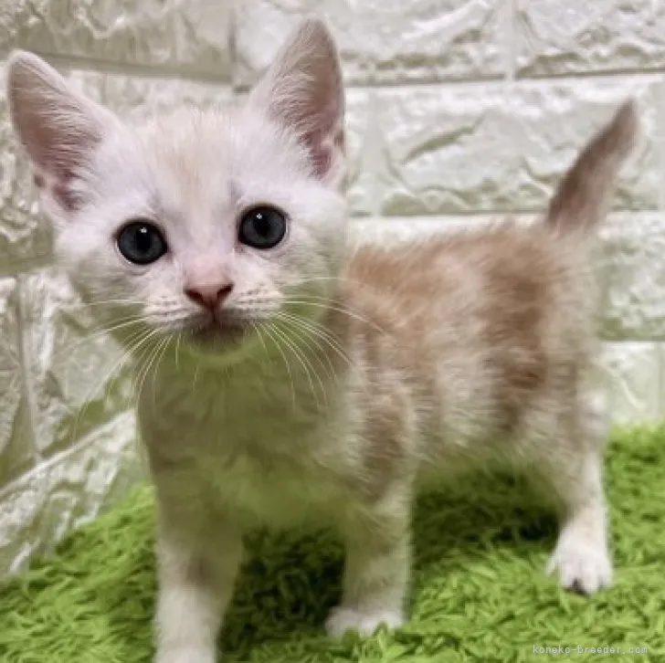 ID：2309-01508の子猫