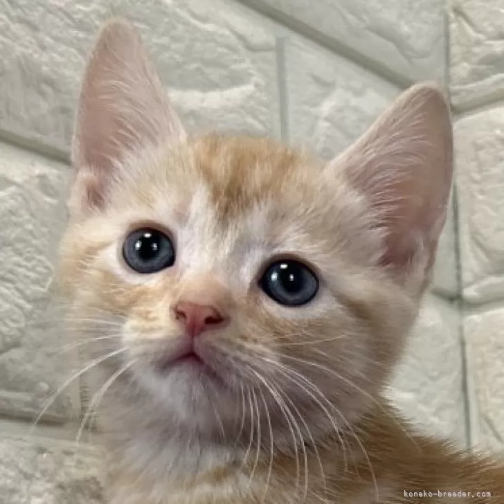 ID：2411-00908の子猫