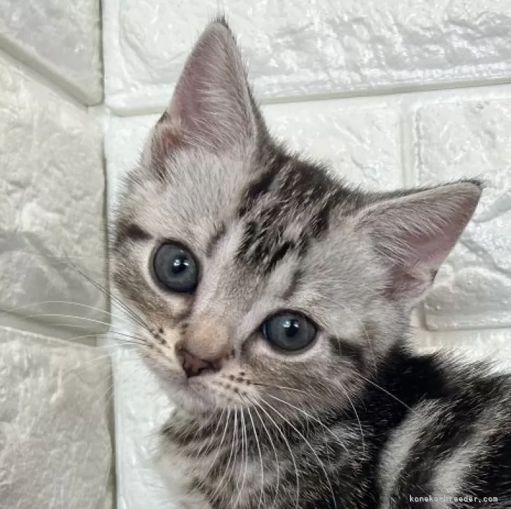 ID：2408-02502の子猫