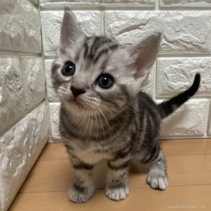 ID:2311-01089の子猫