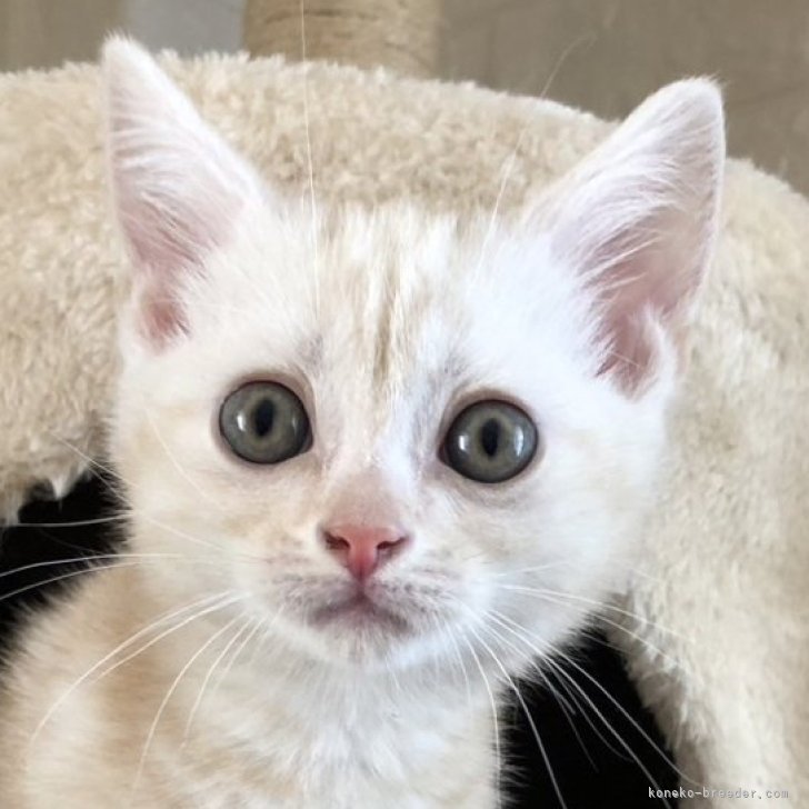 cocoa 様のお迎えした子猫