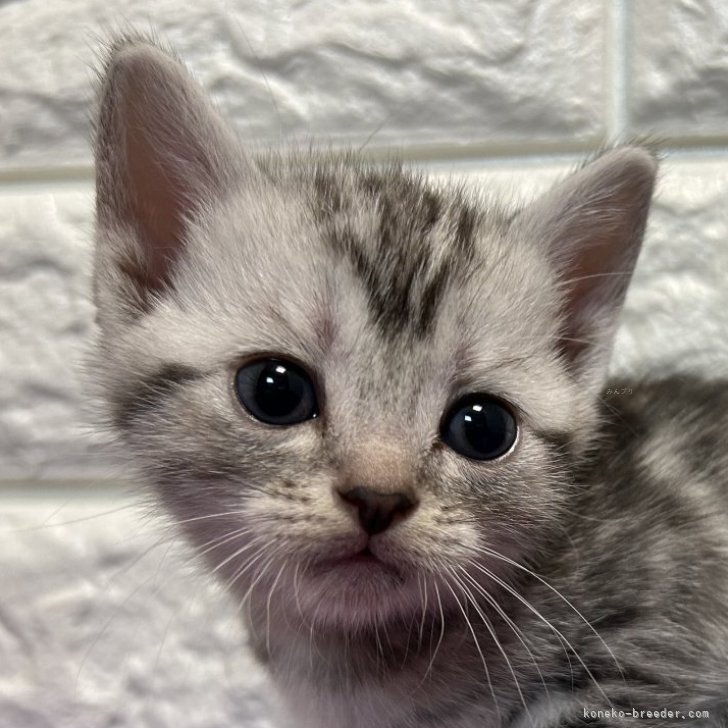 T.T 様のお迎えした子猫