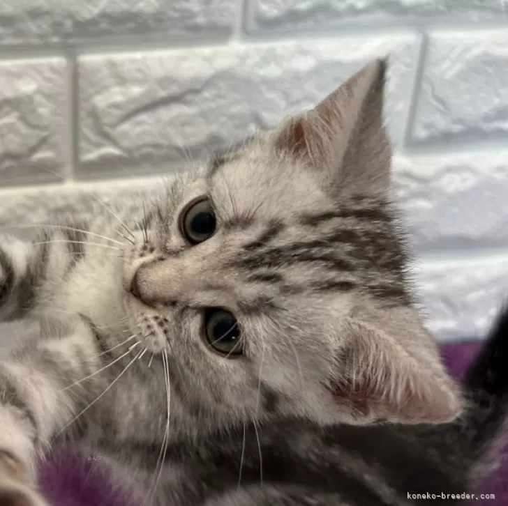 ID：2406-03698の子猫