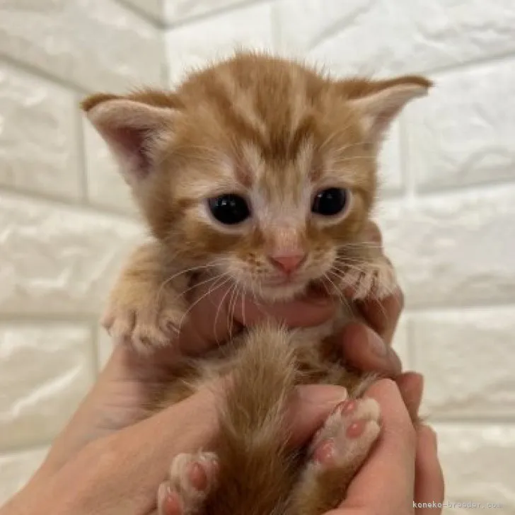 ぼのぼの 様のお迎えした子猫