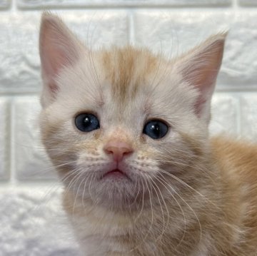 アメリカンショートヘア【島根県・女の子・2024年5月15日・レッドタビー】の写真「つぶらな瞳の女の子」