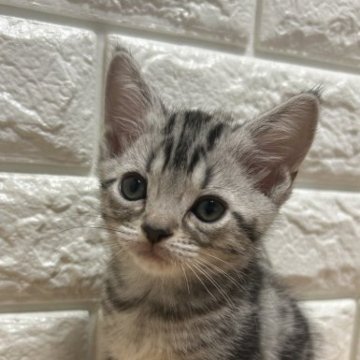 アメリカンショートヘア【島根県・男の子・2023年10月10日・シルバータビー】の写真「小ぶりで詰まった顔の男の子」