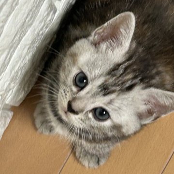 アメリカンショートヘア【島根県・女の子・2023年11月10日・シルバーパッチドタビー】の写真「丸々お顔の女の子」