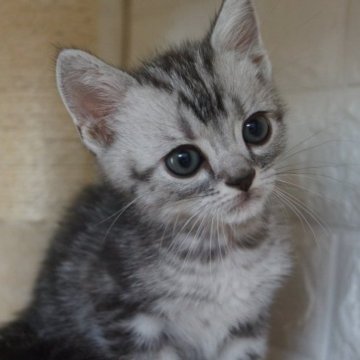 アメリカンショートヘア【島根県・男の子・2023年10月25日・シルバータビー】の写真「綺麗な柄の男の子」