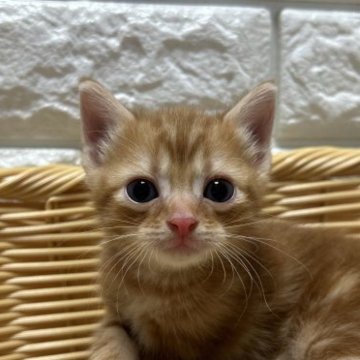 アメリカンショートヘア【島根県・男の子・2023年6月13日・レッドタビー】の写真「綺麗な柄の男の子」