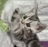 アメリカンショートヘア【島根県・男の子・2025年4月12日・シルバータビー】の写真10