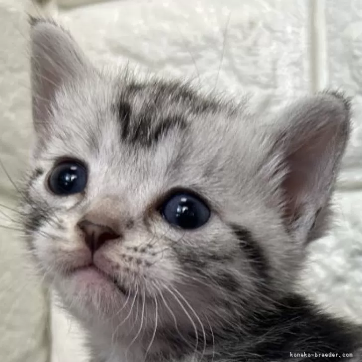 ID：2503-02365の子猫