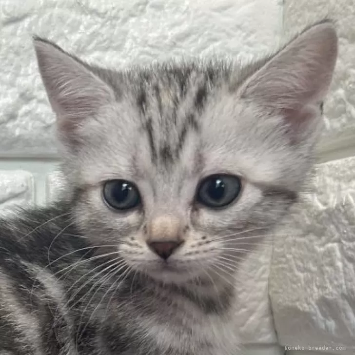 M.M 様のお迎えした子猫