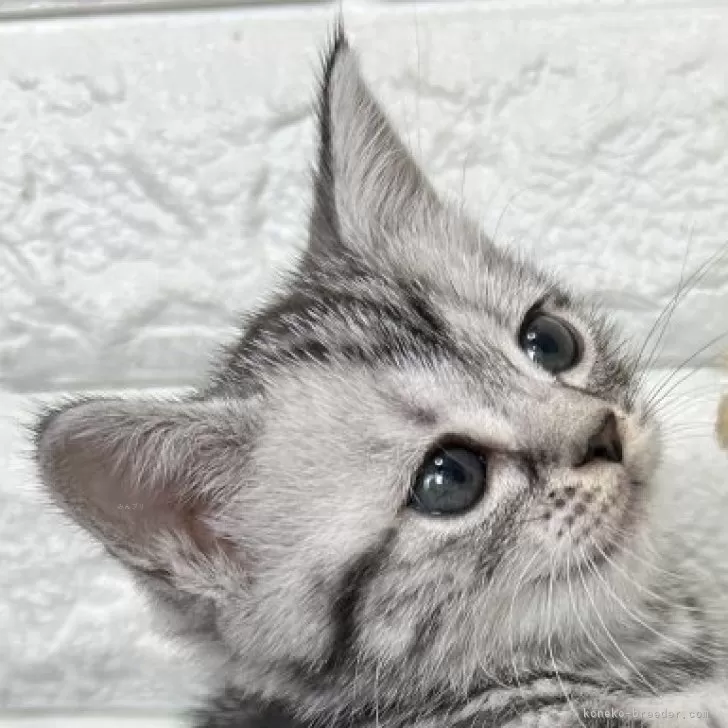 アメリカンショートヘア【島根県・女の子・2025年9月20日・シルバータビー】の写真1