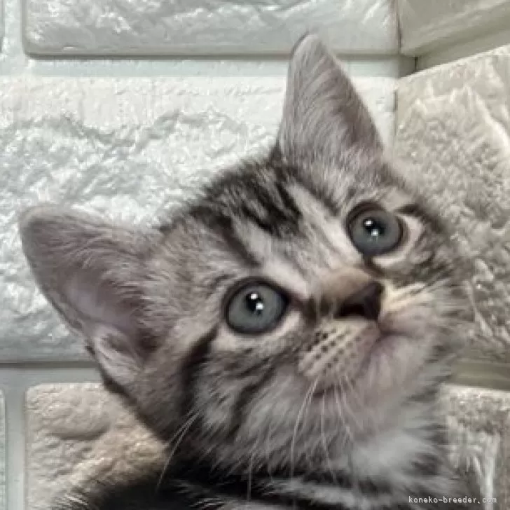 neco727 様のお迎えした子猫