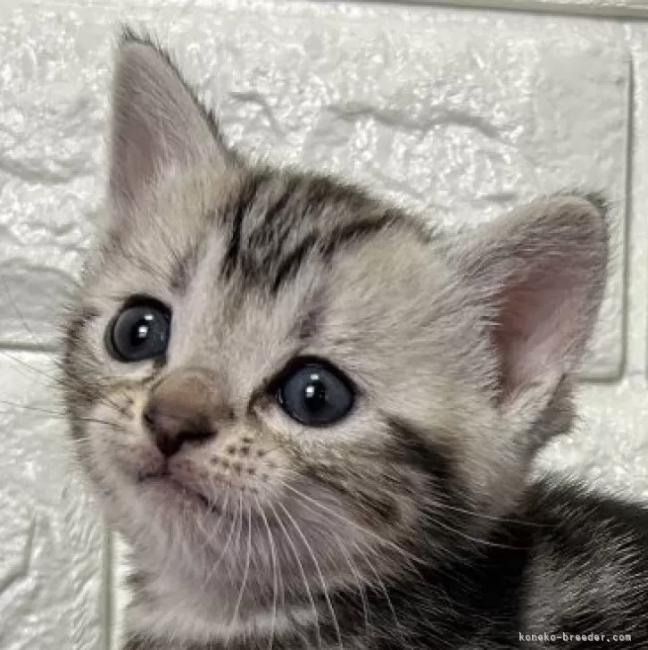 Y.S 様のお迎えした子猫