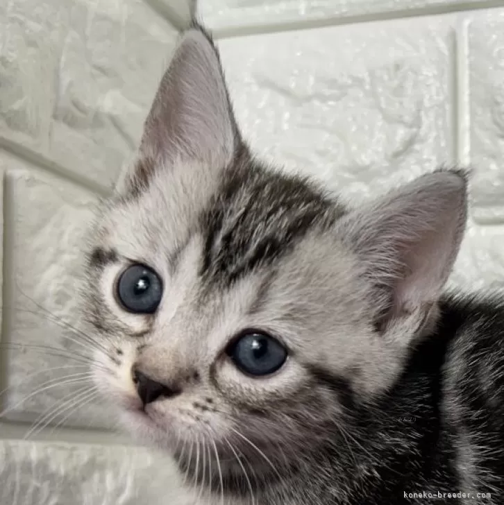 ID：2504-00519の子猫