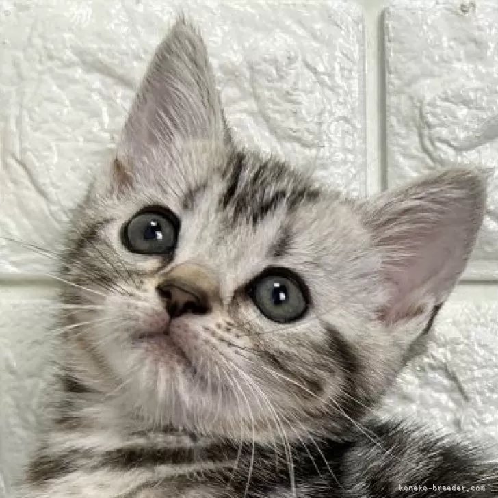A.S 様のお迎えした子猫