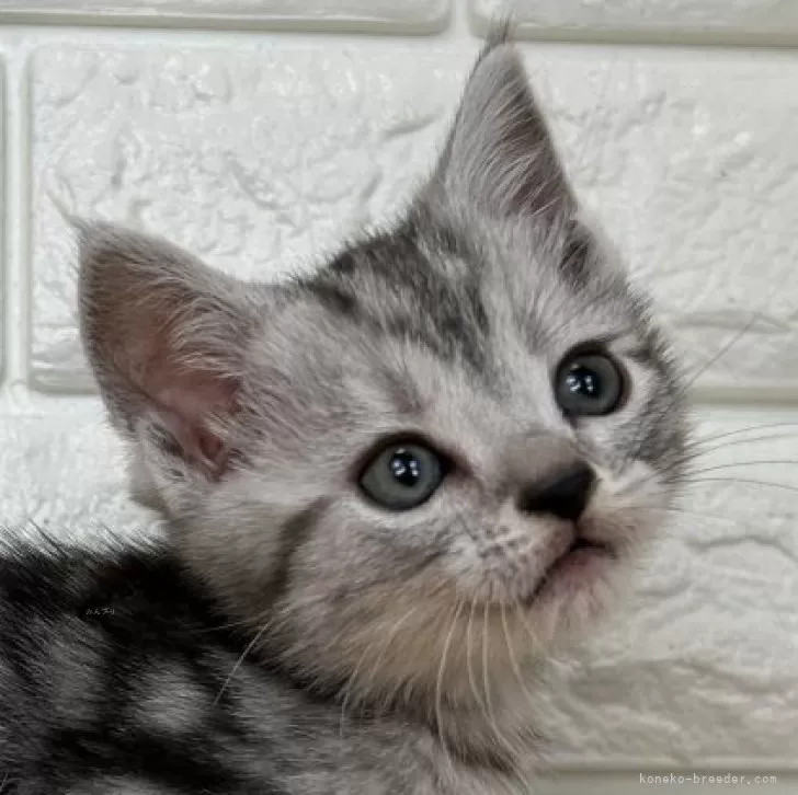 ID：2502-00889の子猫