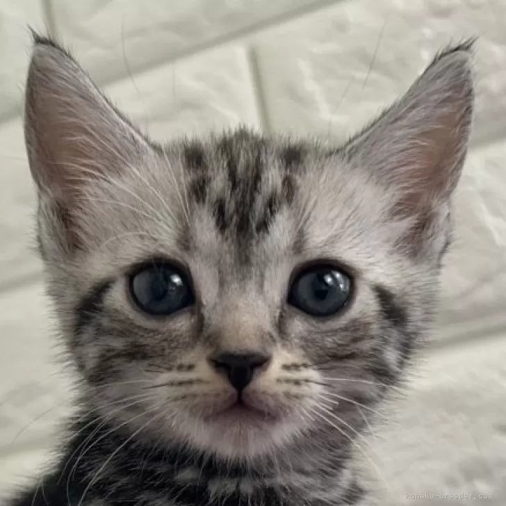 ID：2501-02219の子猫