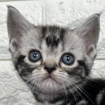 アメリカンショートヘア【島根県・男の子・2025年10月30日・シルバータビー】の写真「年末、お正月のお迎えにいかがですか✨」