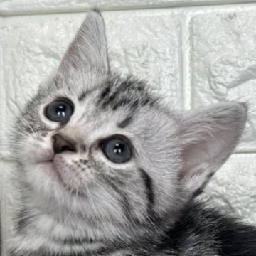 アメリカンショートヘア【島根県・女の子・2025年10月17日・シルバータビー】の写真「クリスマス、年末年始のお迎えに最適です。」