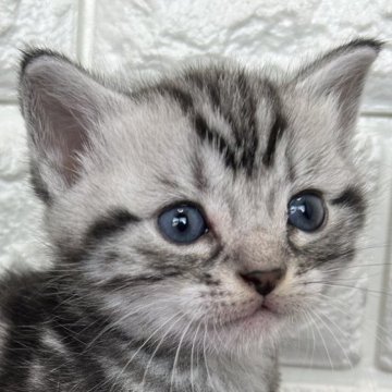 アメリカンショートヘア【島根県・男の子・2025年10月17日・シルバータビー】の写真「クリスマス、年末年始のお迎えに最適です。」