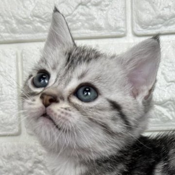 アメリカンショートヘア【島根県・男の子・2025年9月20日・シルバータビー】の写真「丸々お顔の男の子」