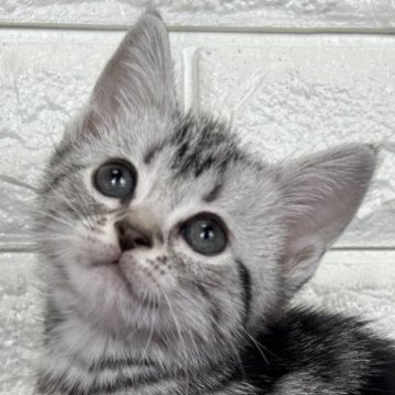 アメリカンショートヘア【島根県・女の子・2025年10月17日・シルバータビー】の写真「クリスマス、年末年始のお迎えに最適です。」