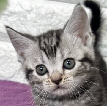 アメリカンショートヘア【島根県・女の子・2025年10月30日・シルバータビー】の写真「年末、お正月のお迎えにいかがですか✨」