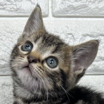 アメリカンショートヘア【島根県・男の子・2025年10月30日・ブラウンタビー】の写真「年末、お正月のお迎えにいかがですか✨」