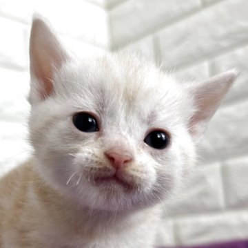 アメリカンショートヘア【島根県・男の子・2025年11月10日・クリームタビー】の写真「そろそろ離乳期に入ります！」