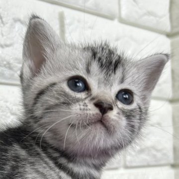 アメリカンショートヘア【島根県・女の子・2025年10月17日・シルバータビー】の写真「クリスマス、年末年始のお迎えに最適です。」