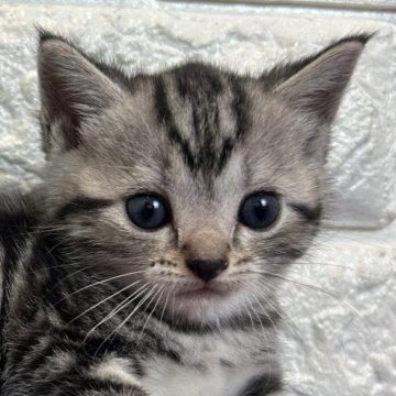 アメリカンショートヘア【島根県・女の子・2025年5月30日・シルバータビー】の写真「これからの成長が楽しみです✨」