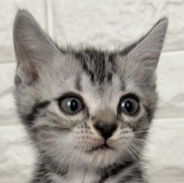 アメリカンショートヘア【島根県・男の子・2025年9月5日・シルバータビー】の写真「ご飯いっぱい食べます」