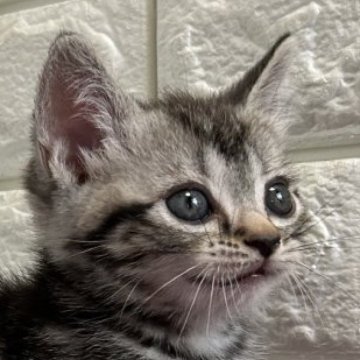 アメリカンショートヘア【島根県・男の子・2025年6月5日・シルバータビー】の写真「小さいながらも、ご飯いっぱい食べます！！」