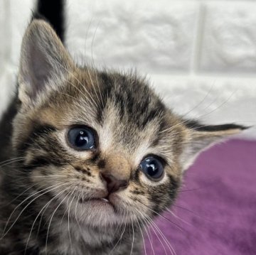 アメリカンショートヘア【島根県・男の子・2025年10月30日・シルバータビー】の写真「年末、お正月のお迎えにいかがですか✨」