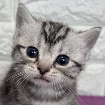 アメリカンショートヘア【島根県・女の子・2025年11月10日・シルバータビー】の写真「そろそろ離乳期に入ります！」