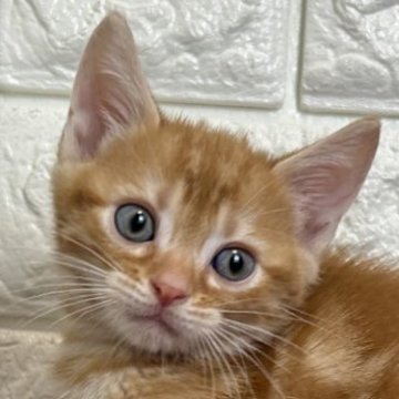 アメリカンショートヘア【島根県・男の子・2025年6月5日・レッドタビー】の写真「ご飯いっぱい食べます！！」