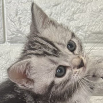 ねこ 空き缶 アメリカンショートヘア づら
