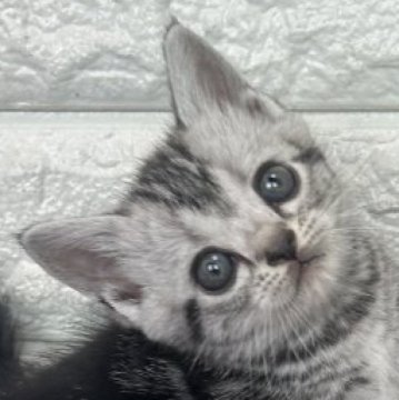 アメリカンショートヘア【島根県・女の子・2025年9月5日・シルバータビー】の写真「カラーが綺麗な女の子」