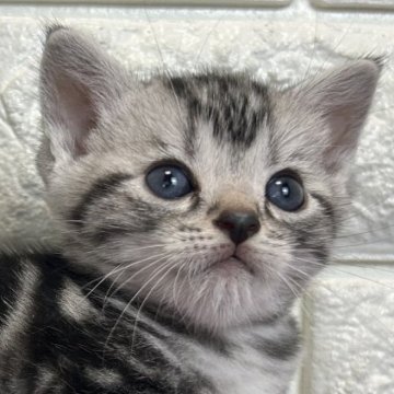 アメリカンショートヘア【島根県・男の子・2025年5月30日・シルバータビー】の写真「これからの成長が楽しみです✨」