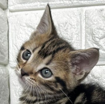 アメリカンショートヘア【島根県・男の子・2025年10月30日・ブラウンタビー】の写真「年末、お正月のお迎えにいかがですか✨」