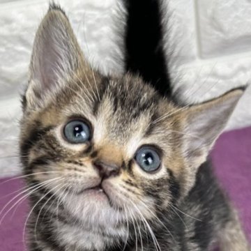 アメリカンショートヘア【島根県・男の子・2025年10月30日・シルバータビー】の写真「年末、お正月のお迎えにいかがですか✨」