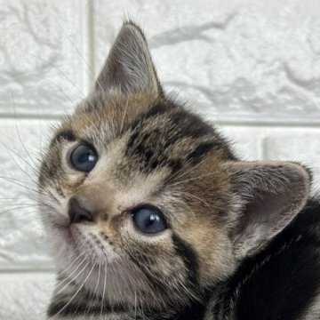 アメリカンショートヘア【島根県・女の子・2025年10月17日・シルバータビー】の写真「クリスマス、年末年始のお迎えに最適です。」