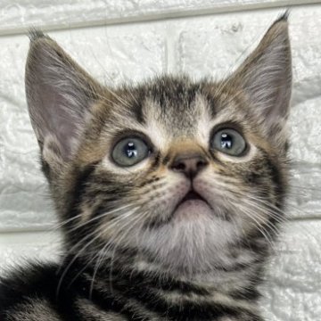 アメリカンショートヘア【島根県・男の子・2025年10月30日・ブラウンタビー】の写真「年末、お正月のお迎えにいかがですか✨」