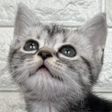 アメリカンショートヘア【島根県・女の子・2025年9月20日・シルバータビー】の写真「丸々お顔の女の子」