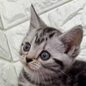 アメリカンショートヘア【島根県・女の子・2025年9月20日・シルバータビー】の写真「丸々お顔の女の子」